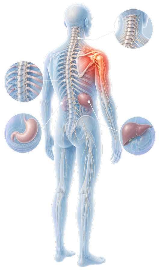 Zusammenhänge Anatomie